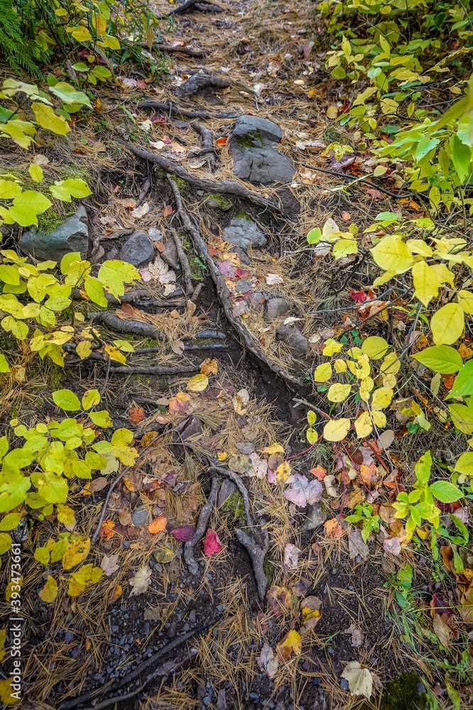 Tree roots and green and yellow autumn leaves on the ground Tree roots and green and yellow autumn leaves on the ground