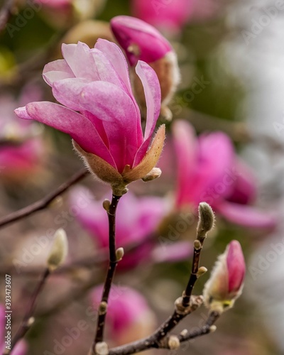 Beautiful closeup of fuchsia pink magnolia flowers blooming in the springtime