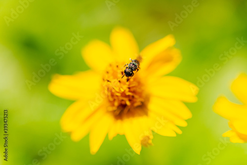 Detail of bee sucking nectar from yellow flower. selective focus.