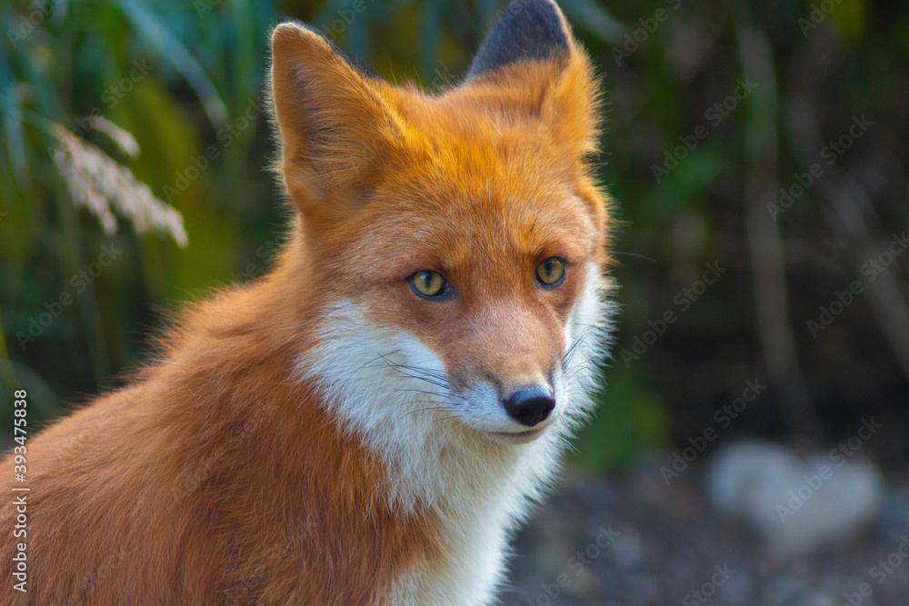 red fox portrait red fox portrait