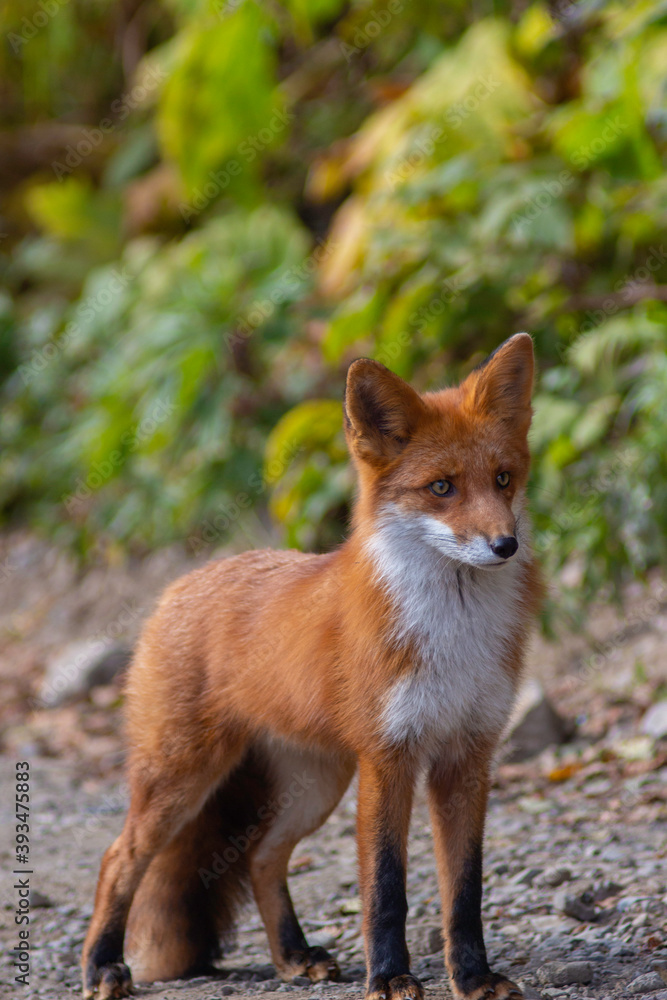Fototapeta premium red fox in the wild