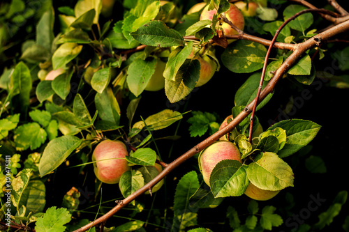 three red green apples on an apple tree branch close up