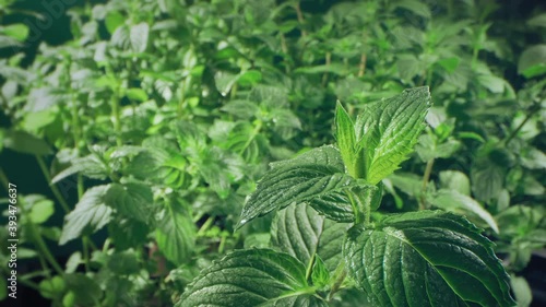 Super macro of a plant of mint bathed by drops of water. Concept: healthcare, nature, plants, beauty