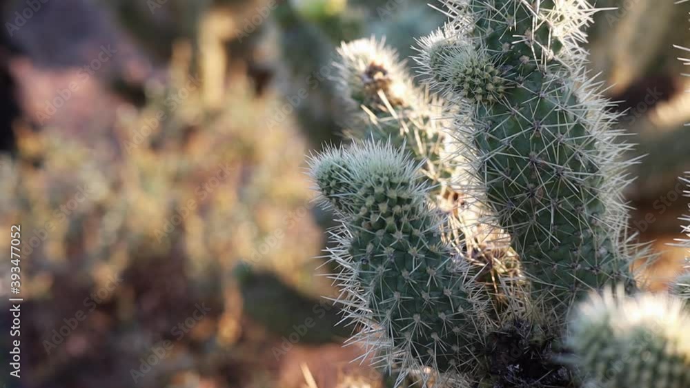 Cholla Cactus in Scottsdale Arizona Closeup Cholla Cactus in Scottsdale Arizona Closeup