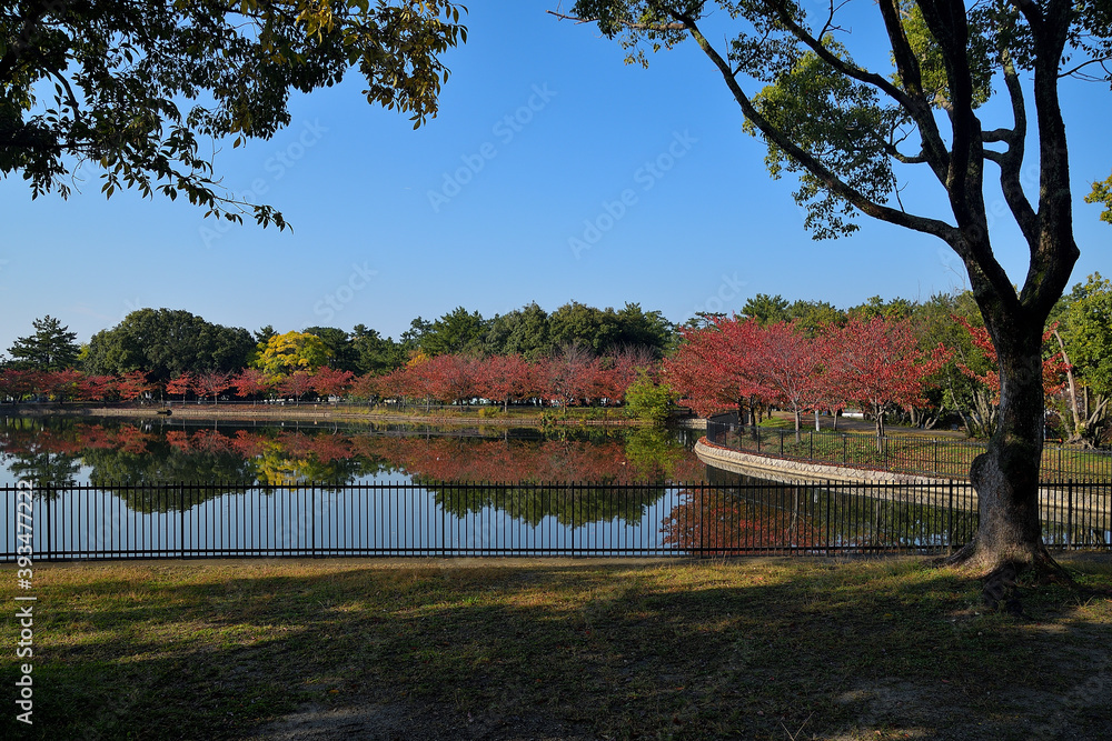 Obraz premium 紅葉した桜並木が見える池の風景