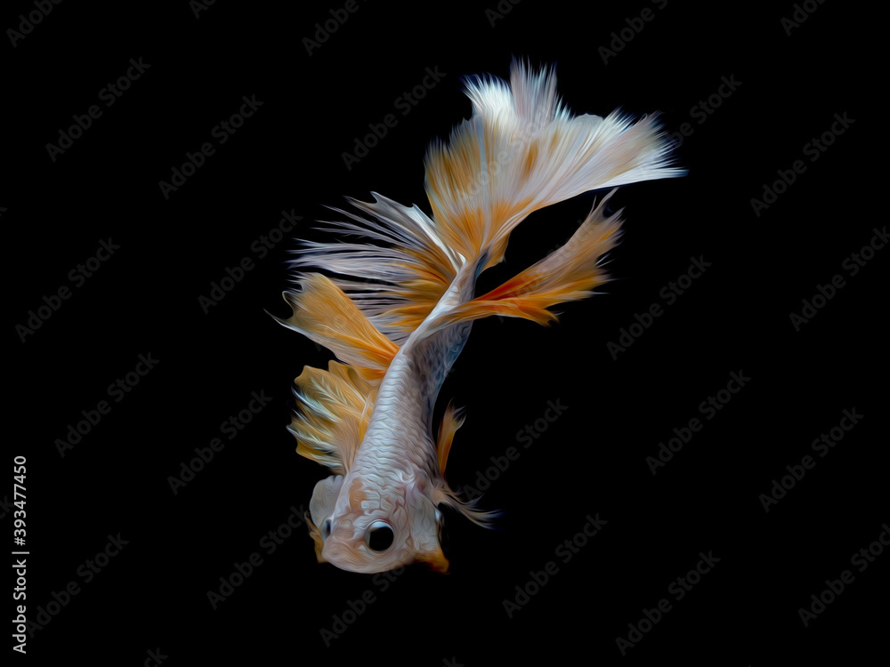 oil paint siames fighting fish..betta splendens fish with black background. oil paint siames fighting fish..betta splendens fish with black background.