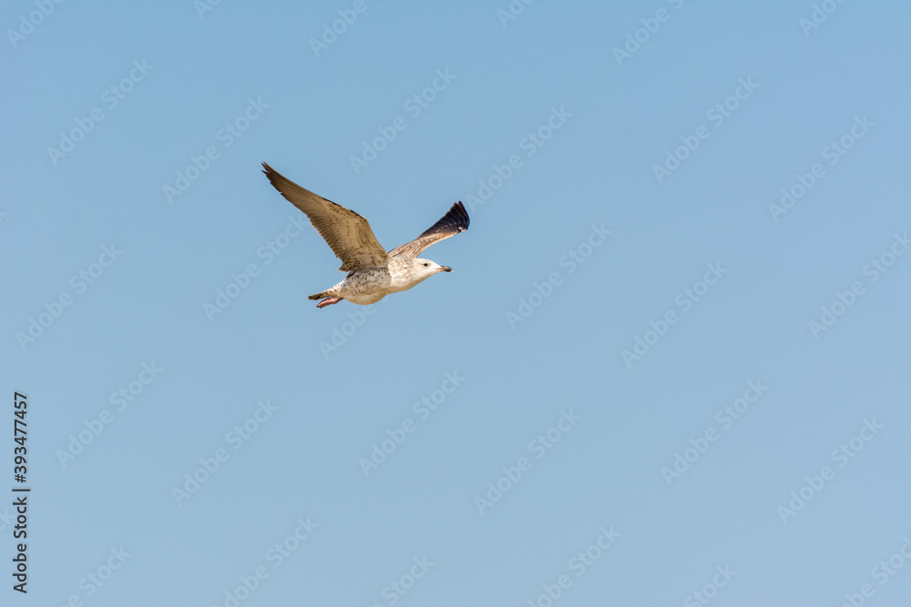 Seagull is flying in sky over the sea waters in corniche park, Dammam, Saudi Arabia