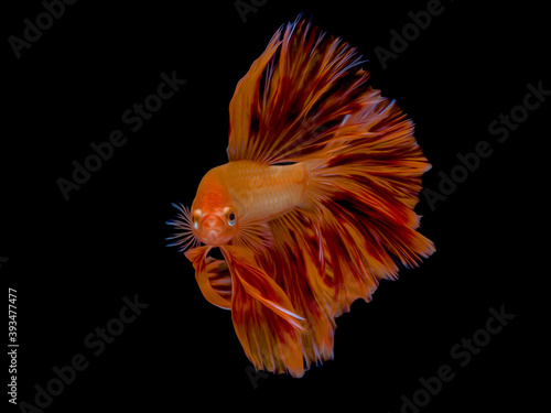oil paint siames fighting fish..betta splendens fish with black background.