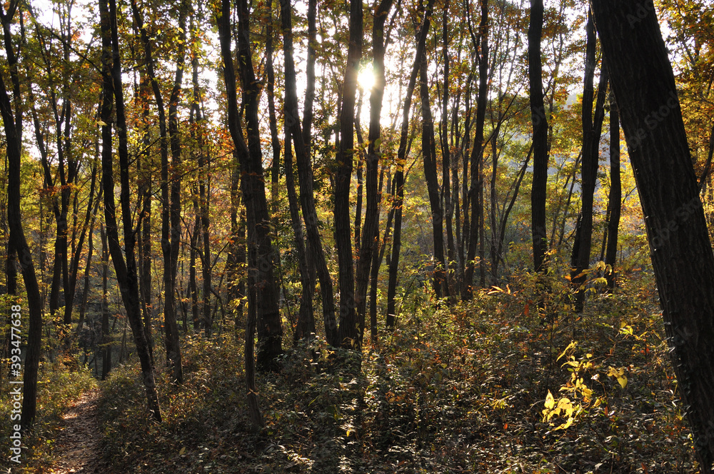 Fototapeta premium 紅葉の季節の森の中の小径