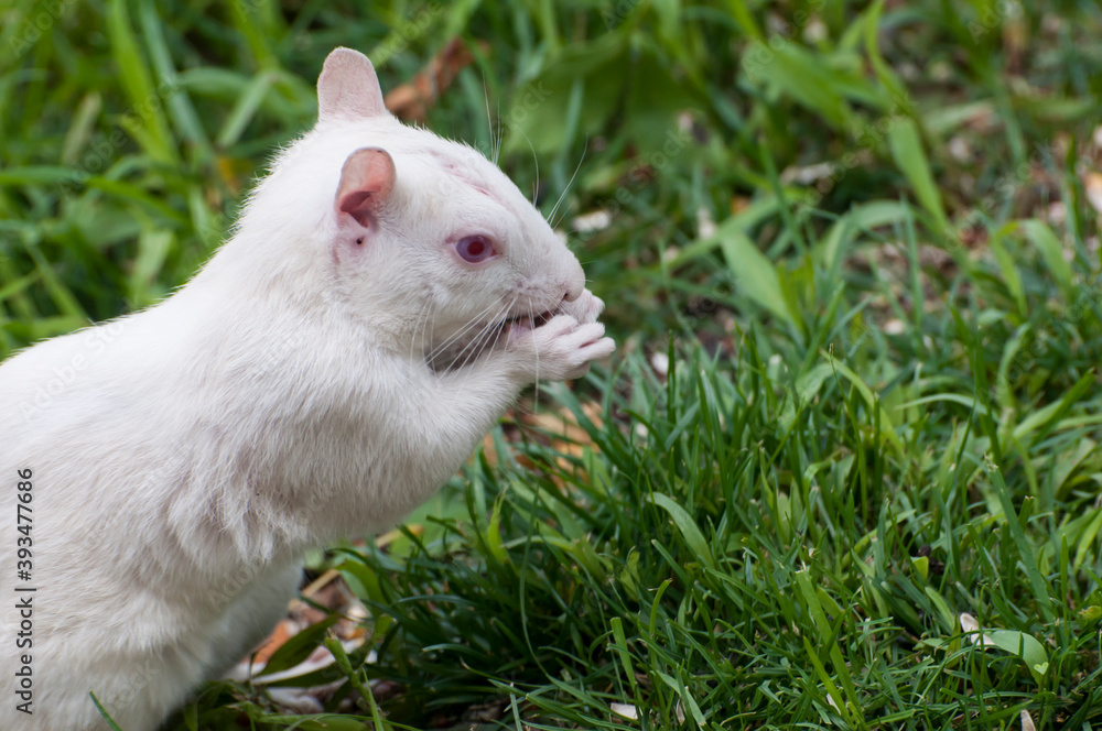 Albino squirrel eating bird seed fallen on the ground Albino squirrel eating bird seed fallen on the ground