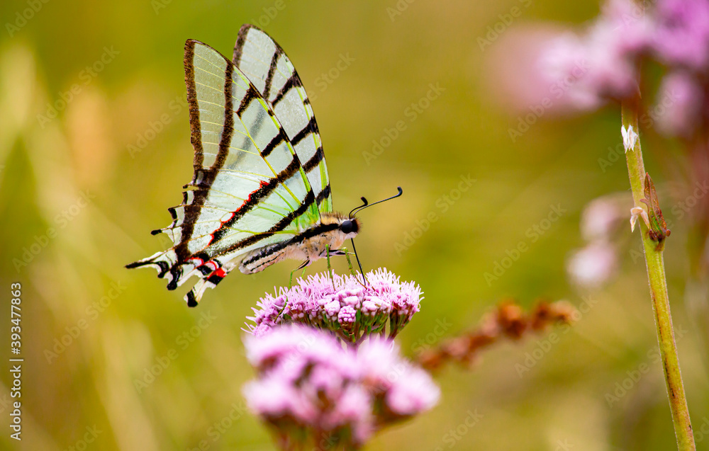 Fototapeta premium butterfly on a flower