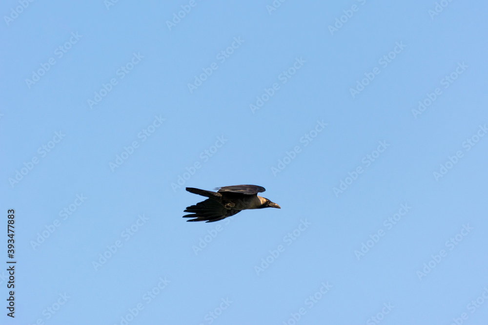 Black crow flyingn to the pole of streetlight in the sky over corniche park, Dammam, Saudi Arabia Black crow flyingn to the pole of streetlight in the sky over corniche park, Dammam, Saudi Arabia
