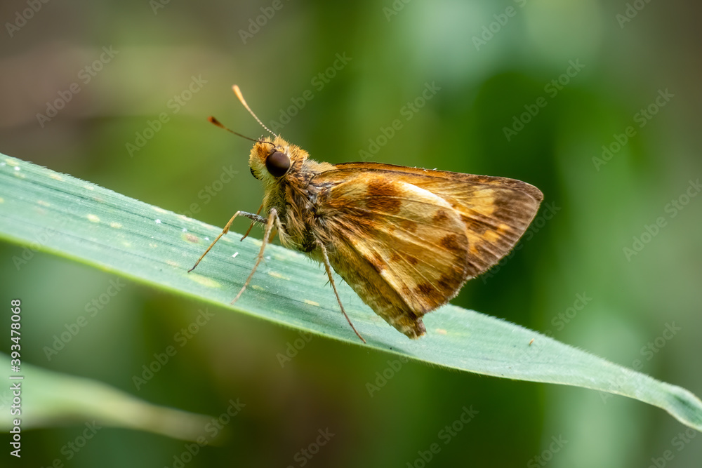 A Zabulon Skipper (Lon zabulon) rests on a leaf. Raleigh, North Carolina. A Zabulon Skipper (Lon zabulon) rests on a leaf. Raleigh, North Carolina.