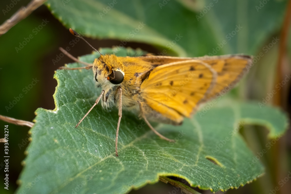 Obraz premium A Fiery Skipper (Hylephila phyleus). Raleigh, North Carolina.