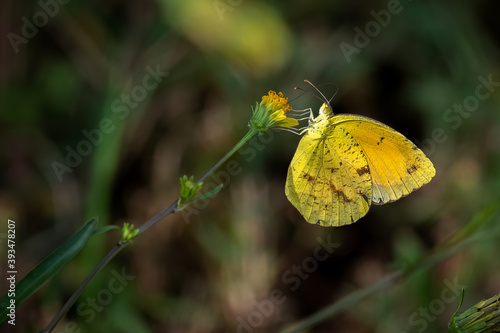A Sleepy Orange (Abaeis nicippe) extracts nectar from a yellow bloom. Raleigh, North Carolina. photo