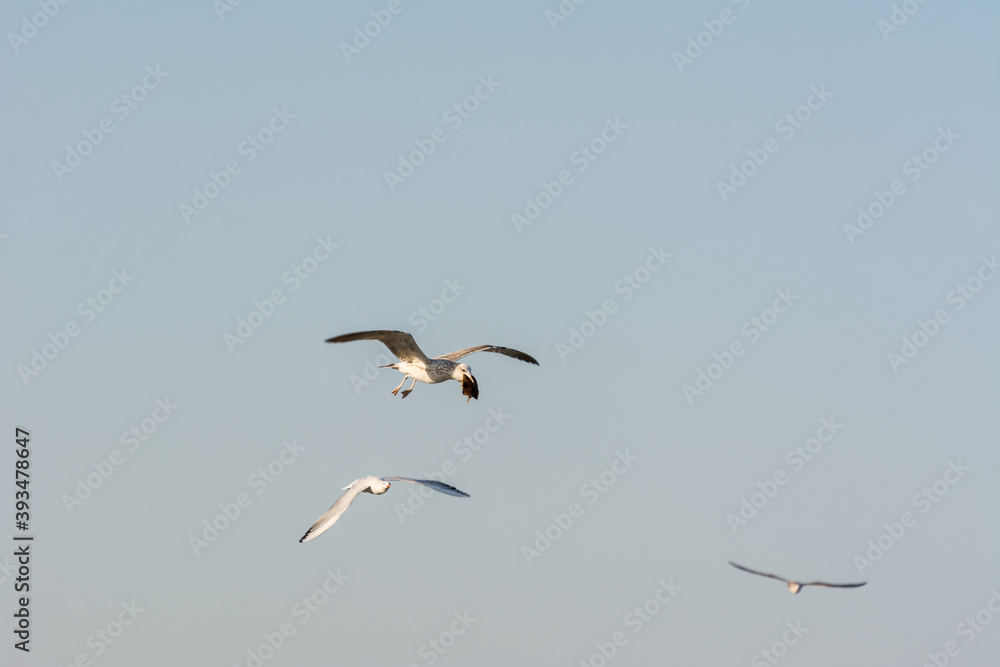 Seagull is flying in sky over the sea waters with food on its mouth in corniche park, Dammam, Saudi Arabia