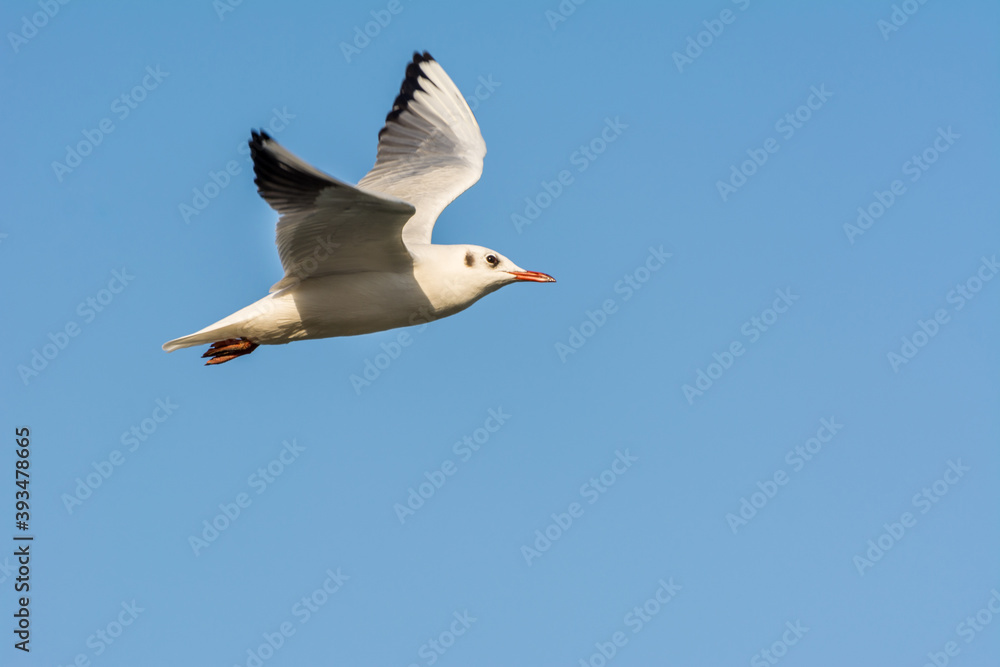 Seagull is flying in sky over the sea waters in corniche park, Dammam, Saudi Arabia Seagull is flying in sky over the sea waters in corniche park, Dammam, Saudi Arabia