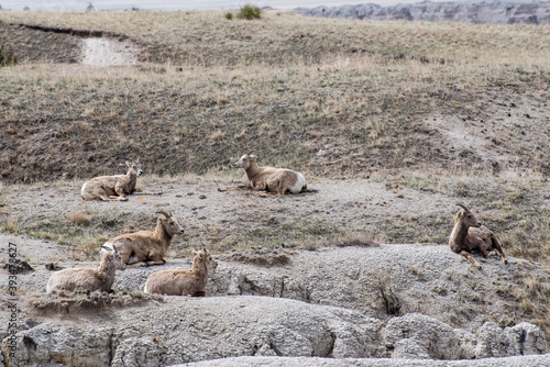 A herd of Bighorn sheep resting in the Badlands of South Dakota