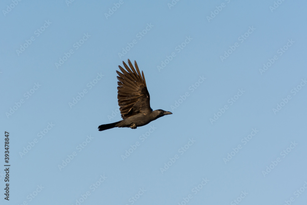 Obraz premium Black crow flyingn to the pole of streetlight in the sky over corniche park, Dammam, Saudi Arabia