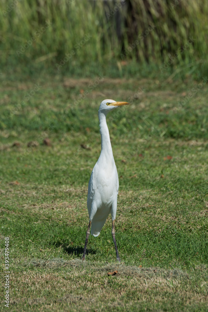 Fototapeta premium Cattle egret standing tall