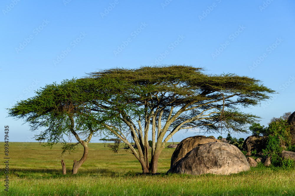 Beautiful Kopje with trees and shrubs in a summer grassy savanna landscape, Nomiri Plains, Serengeti National Park, Tanzania
