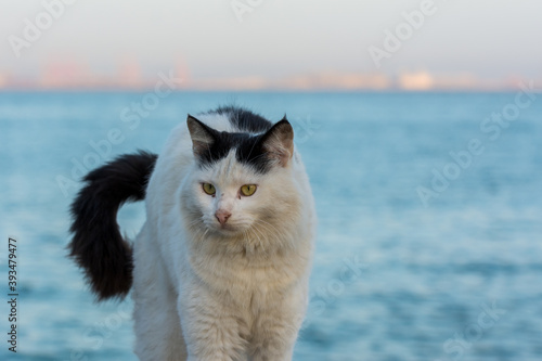Portrait of homeless white cat sitting by the sea at the corniche park in Dammam city, Saudi Arabia