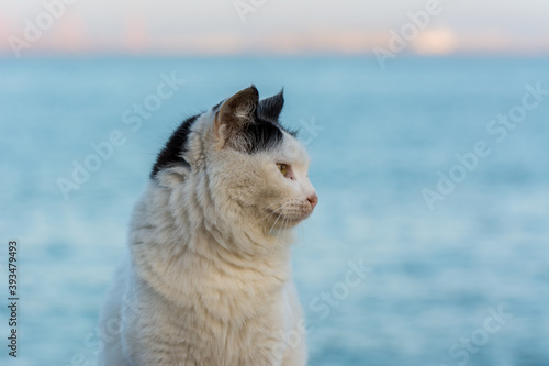 Portrait of homeless white cat sitting by the sea at the corniche park in Dammam city  Saudi Arabia