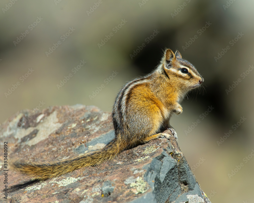 Least Chipmunk Least Chipmunk