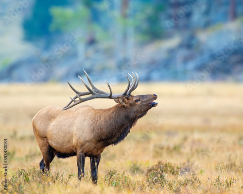 Bild auf Leinwand Bugling Bull Elk