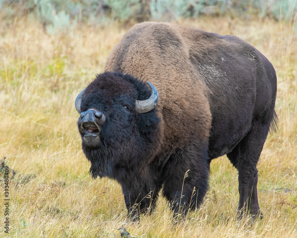 Bison Bull demonstrating the Flehman response Bison Bull demonstrating the Flehman response