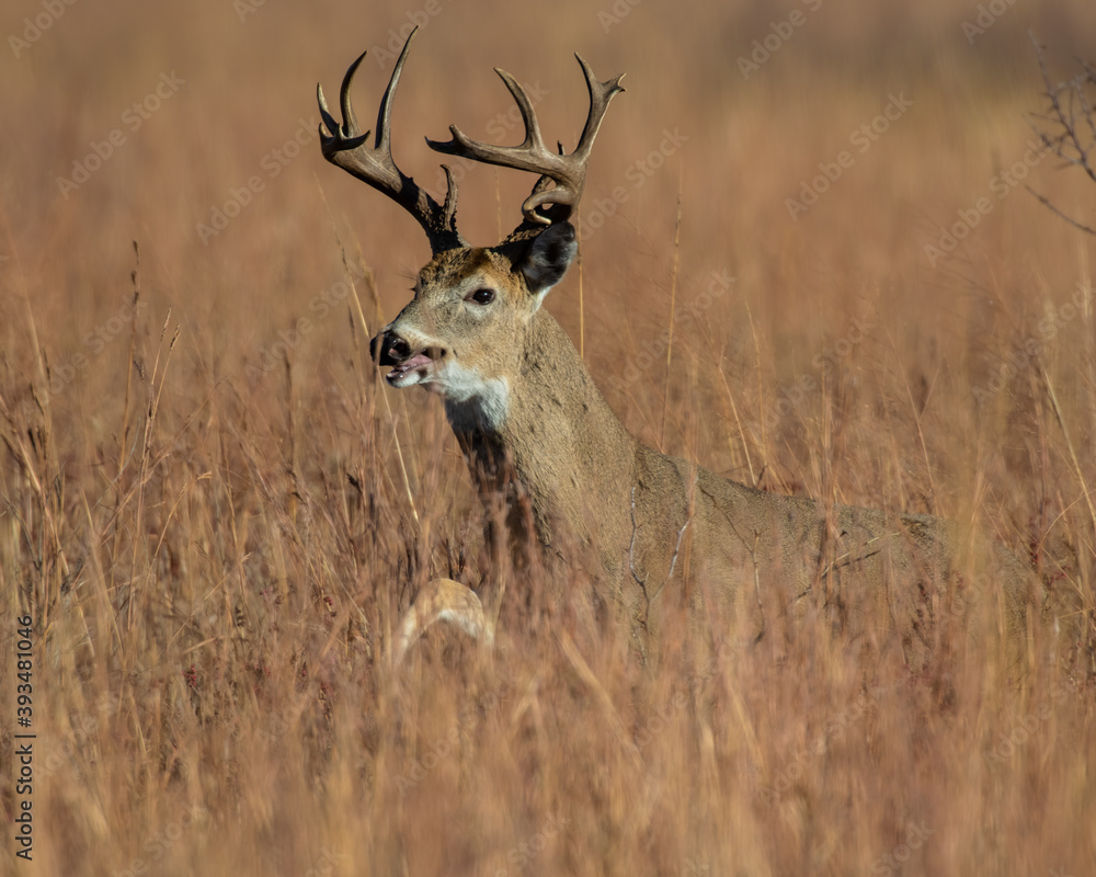 White  tailed Deer in Southwest Oklahoma
