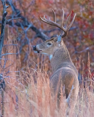 Fototapeta Naklejka Na Ścianę i Meble -  White  tailed Deer in Southwest Oklahoma