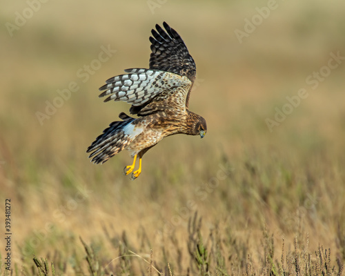 Northern Harrier hunting on the prairie