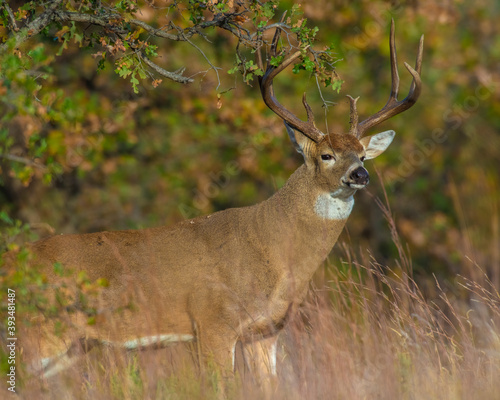 White  tailed Deer in Southwest Oklahoma