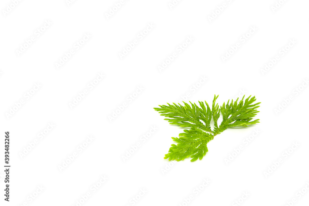 Fototapeta premium Selaginellaceae leaves