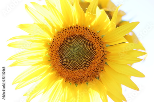 Fototapeta Naklejka Na Ścianę i Meble -  The sunflower is beautiful in the outdoor field and bright sky,Portrait.