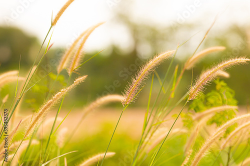 fountain flower blooming grass