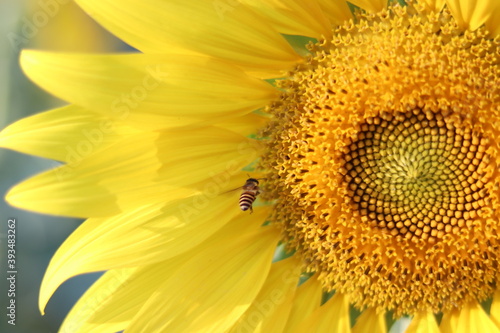 The sunflower is beautiful in the outdoor field and bright sky Portrait.