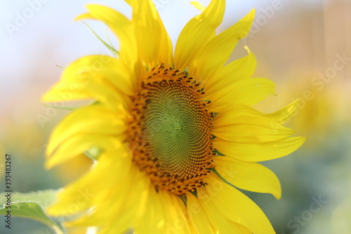 The sunflower is beautiful in the outdoor field and bright sky,Portrait.