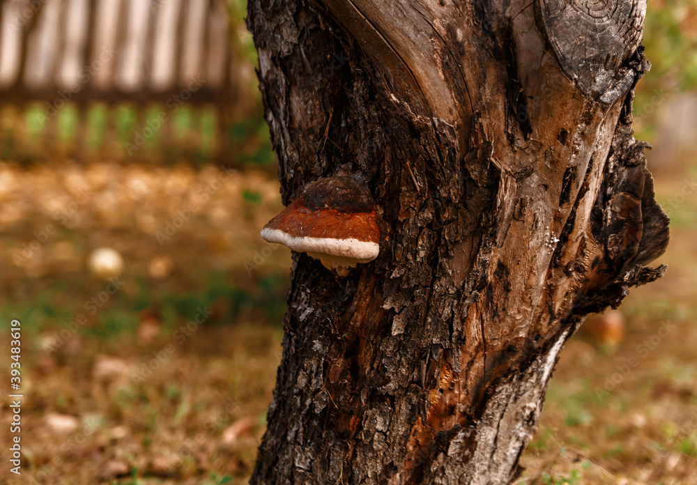 Brown chaga mushroom on old tree with cracked bark Brown chaga mushroom on old tree with cracked bark