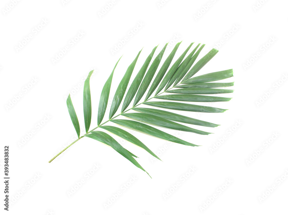 green palm leaf isolated on white background green palm leaf isolated on white background