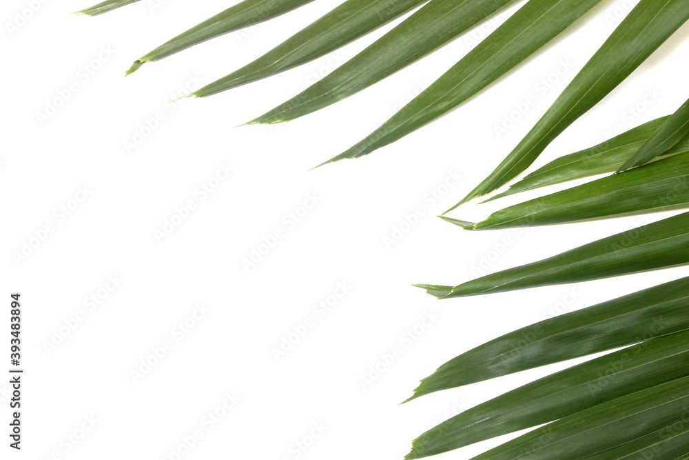 Fototapeta premium green palm leaf isolated on white background