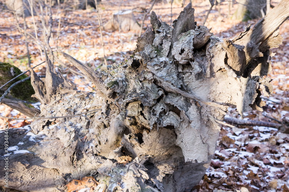 Forest monster-old dried tree root in the autumn forest, concept, destruction, fear, unpleasant Forest monster-old dried tree root in the autumn forest, concept, destruction, fear, unpleasant