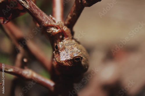 Macro of baby toad looking at camera © Steven