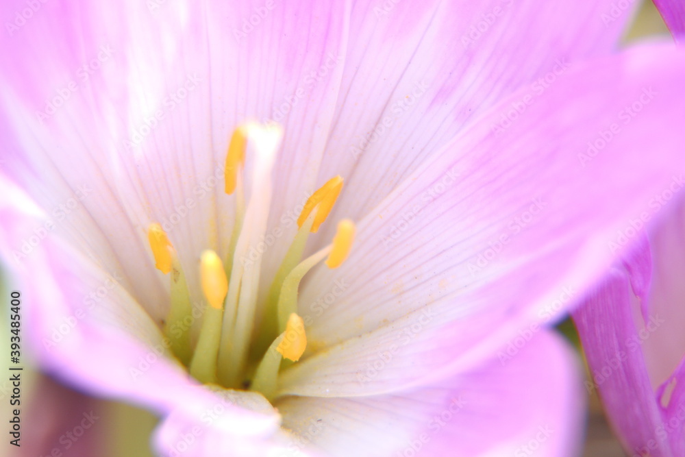 Fototapeta premium close up of pink flower