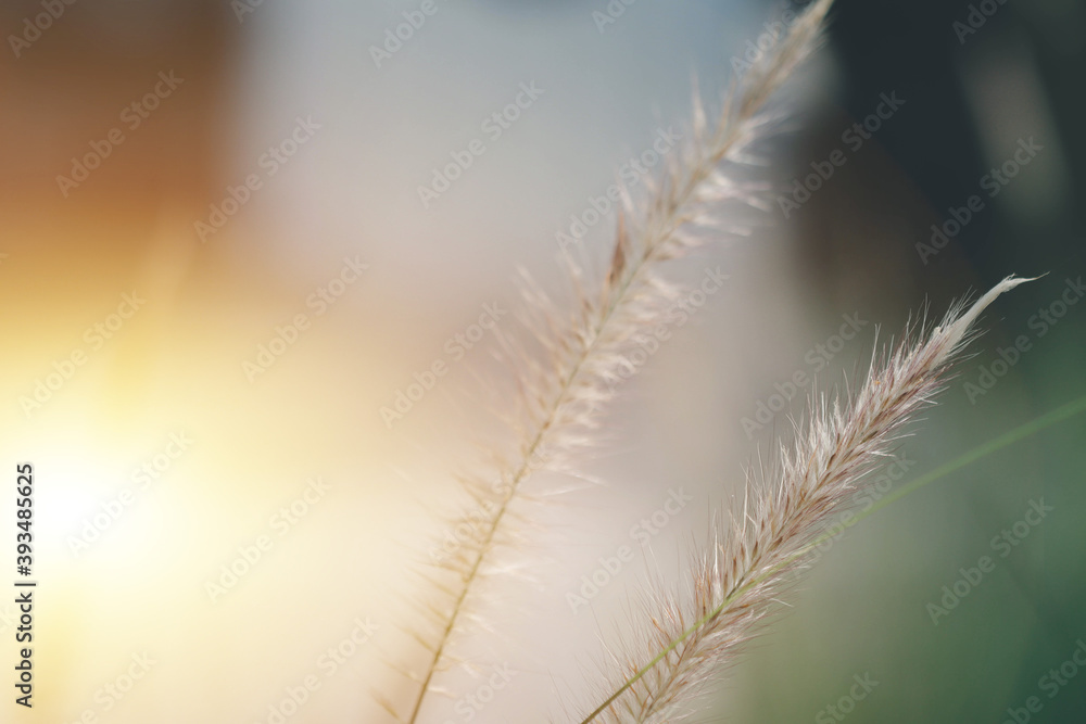 grass in the wind grass in the wind