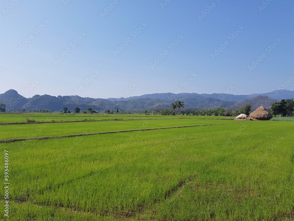 Landscape with a rice field and blue sky