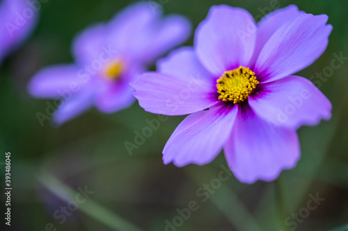紫のコスモス © 小橋川 祥吾
