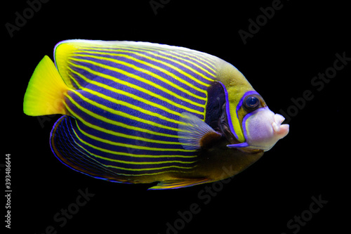 Fish Imperial angel (pomacanth). Emperor angelfish (Pomacanthus imperator)