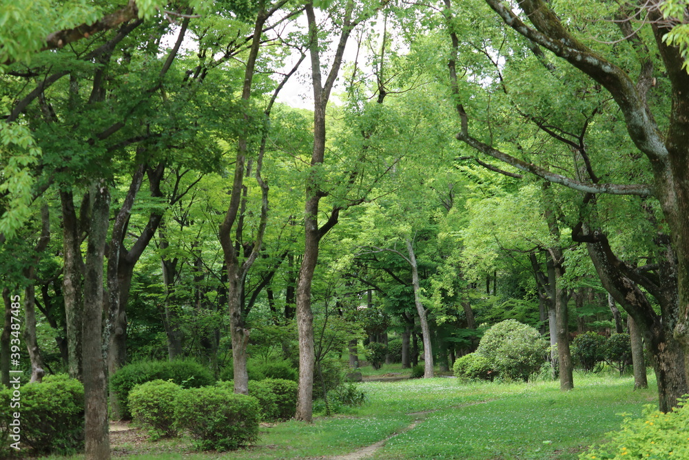 osaka woods osaka woods